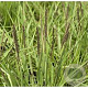 Molinia caerulea 'Strahlenquelle' GM P9
