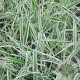 Phalaris arund. 'Dwarf Garters' GM P9