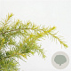 Cedrus deod. 'Golden Horizon' 25-30 cm 3,5L
