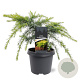Cedrus deod. 'Golden Horizon' 30-40 cm 5,0L