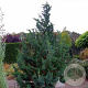 Chamaecyparis l. 'Wisselii' 30-40 cm 3,0L