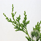 Chamaecyparis l. 'Wisselii' 30-40 cm 3,0L