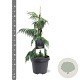 Chamaecyparis n. 'Pendula' 40-50 cm 3,0L