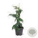 Chamaecyparis n. 'Pendula' 40-50 cm 3,0L