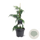 Chamaecyparis n. 'Pendula' 40-50 cm 3,0L