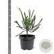Cryptomeria j. 'Dacrydioides' 20-25 cm 3,0L