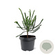 Cryptomeria j. 'Dacrydioides' 20-25 cm 3,0L