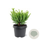 Cryptomeria ' 'Dinger' 20-25 cm 3,0L