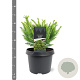 Cryptomeria ' 'Dinger' 20-25 cm 3,0L