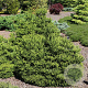 Cryptomeria ' 'Dinger' 20-25 cm 3,0L