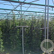 Cupressocyparis leylandii 200-225 cm 15L