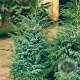 Juniperus chin. 'Blue Alps' 40-50 cm 5,0L