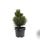 Pinus heldreichii 'Compact Gem' 25-30 cm 3,5L