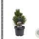 Pinus heldreichii 'Compact Gem' 25-30 cm 3,5L