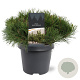 Pinus mugo subsp. mugo 30-40 cm 5,0L