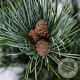 Pinus parv. 'Glauca' 25-30 cm 3,5L
