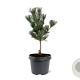 Pinus parv. 'Glauca' 25-30 cm 3,5L