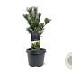 Pinus parv. 'Glauca' 25-30 cm 3,5L