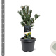 Pinus parv. 'Glauca' 25-30 cm 3,5L