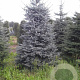 Picea pungens 'Blue Diamond' 25-30 cm 3,5L