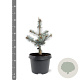 Picea pungens 'Blue Diamond' 25-30 cm 3,5L