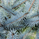 Picea pungens 'Blue Diamond' 25-30 cm 3,5L