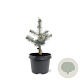 Picea pungens 'Blue Diamond' 25-30 cm 3,5L
