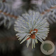 Picea pungens 'Erich Frahm' 40-50 cm 5,0L