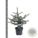 Picea pungens 'Erich Frahm' 40-50 cm 5,0L