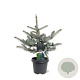 Picea pungens 'Erich Frahm' 40-50 cm 5,0L