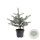 Picea pungens 'Erich Frahm' 40-50 cm 5,0L