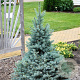 Picea pungens 'Erich Frahm' 40-50 cm 5,0L