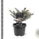 Picea pungens 'Glauca Globosa' 20-25 cm 3,0L