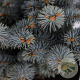 Picea pungens 'Glauca Globosa' 20-25 cm 3,0L