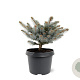Picea pungens 'Glauca Globosa' 20-25 cm 3,0L