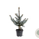 Picea pungens 'Hoopsii' 40-50 cm 5,0L