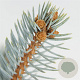 Picea pungens 'Hoopsii' 40-50 cm 5,0L
