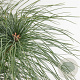 Pinus strobus 30-40 cm 3,0L