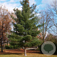 Pinus strobus 30-40 cm 3,0L