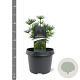 Sciadopitys vert. Green Diamond 25-30 cm 3,5L