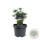 Sciadopitys vert. Green Diamond 25-30 cm 3,5L