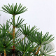 Sciadopitys vert. Green Diamond 25-30 cm 3,5L