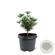 Sciadopitys vert. Green Diamond 25-30 cm 3,5L