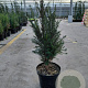 Taxus baccata 50-60 cm 4,0L