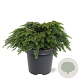 Tsuga canadensis 'Jeddeloh' 30-40 cm 5,0L