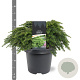 Tsuga canadensis 'Jeddeloh' 30-40 cm 5,0L