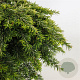Tsuga canadensis 'Jeddeloh' 30-40 cm 5,0L