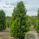 Prunus l. 'Angustifolia' 300-350 cm draadkluit struik