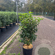 Prunus l. 'Angustifolia' 60-80 cm 10L