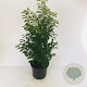 Prunus l. 'Angustifolia' 80-100 cm 10L